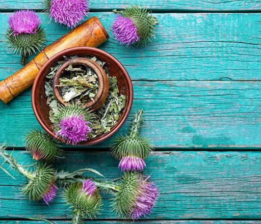 Milk Thistle Benefits