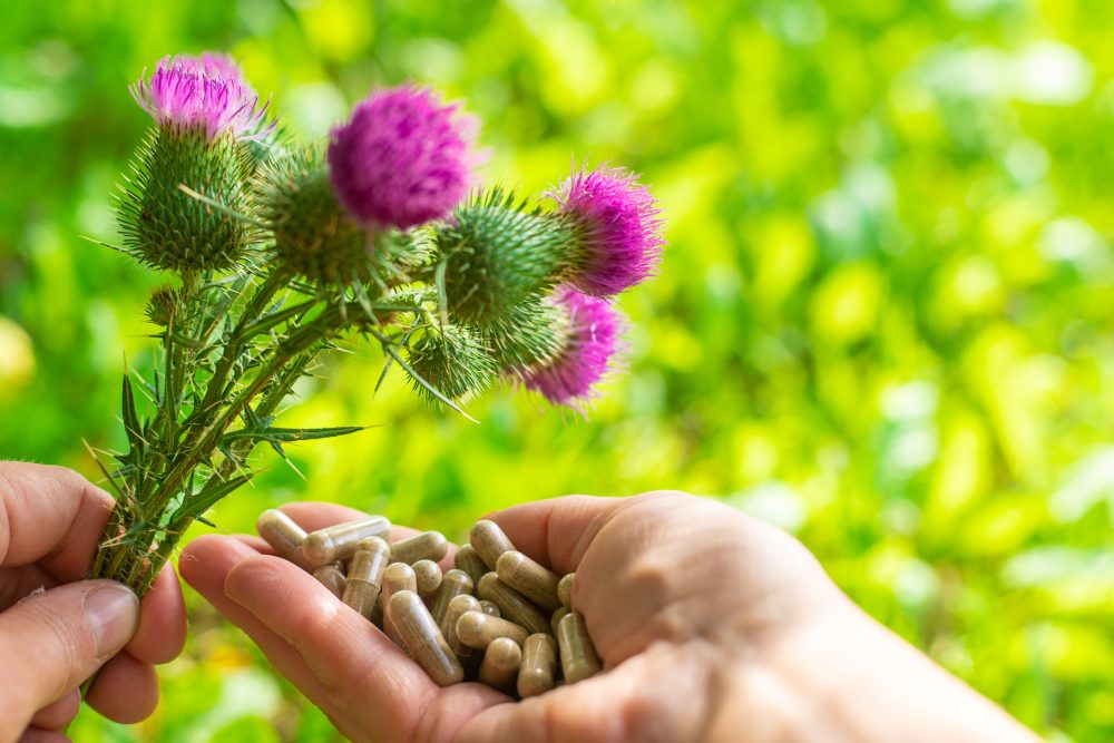 Milk thistle supplements in nature. Selective focus.