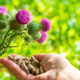 Milk thistle supplements in nature. Selective focus.