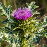 Milk Thistle and Antioxidants